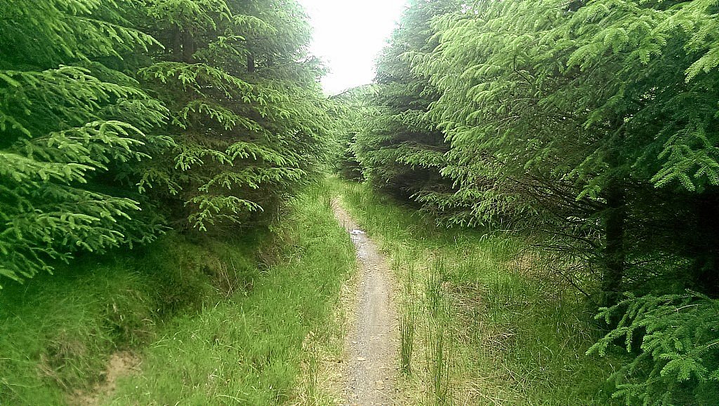 Osprey-MTB-Trail - Kielder
