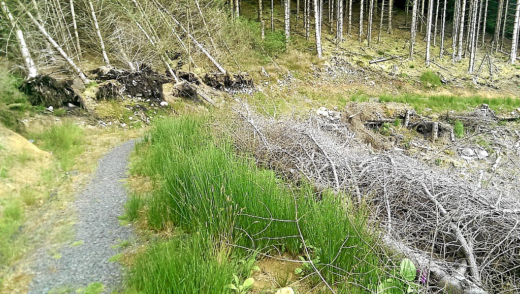 Osprey-MTB-Trail - Kielder